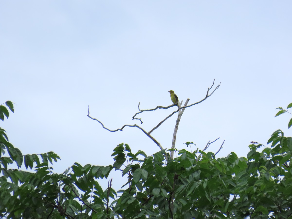 Scarlet Tanager - ML650179207