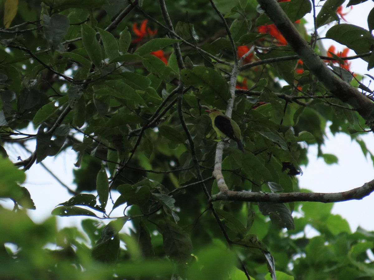 Scarlet Tanager - ML650179208