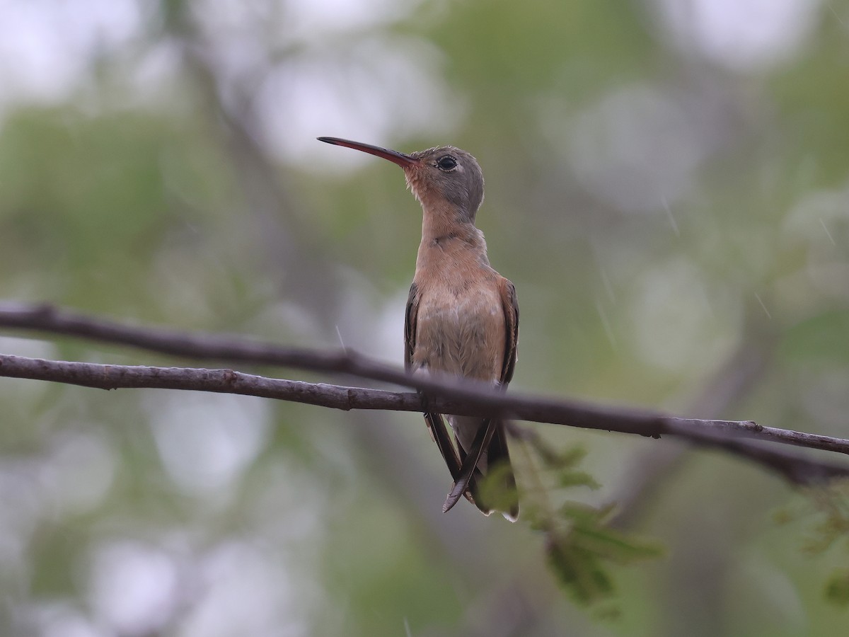 Buffy Hummingbird - ML650179572