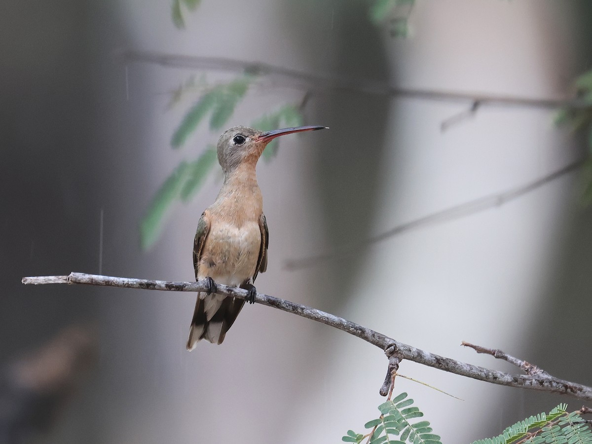 Buffy Hummingbird - ML650179575