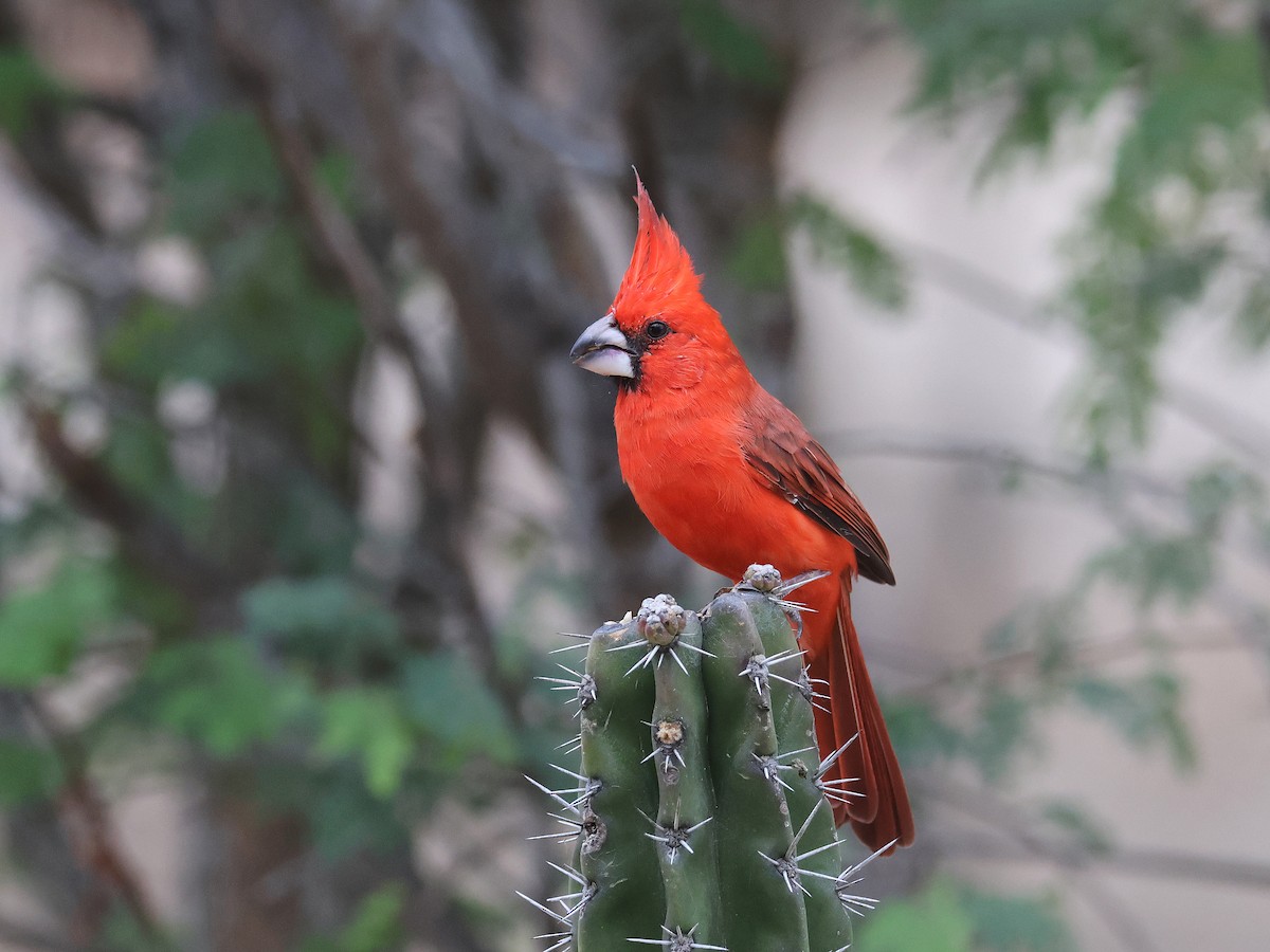 Vermilion Cardinal - ML650179677