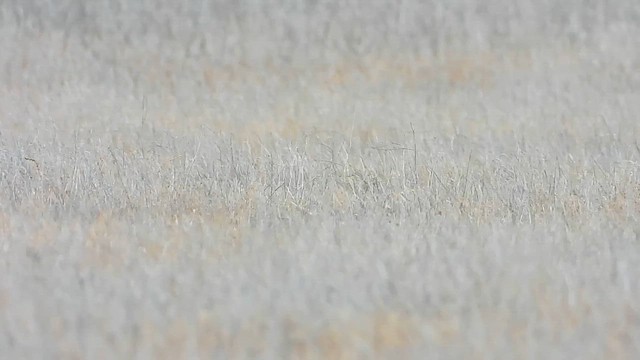 Mountain Plover - ML650179803