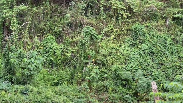 Drongo de Palawan - ML650180057