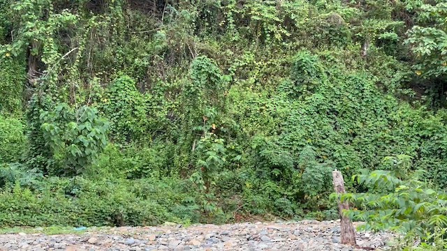 Drongo de Palawan - ML650180058