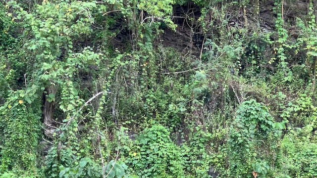 Drongo de Palawan - ML650180059