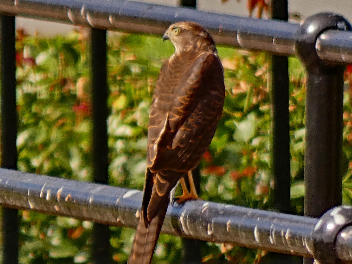 Яструб бурий - ML650180676