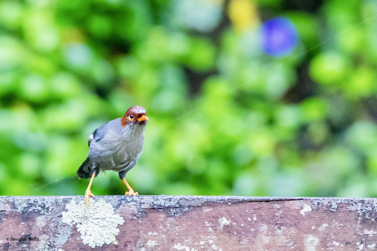 Chestnut-hooded Laughingthrush - ML650181011