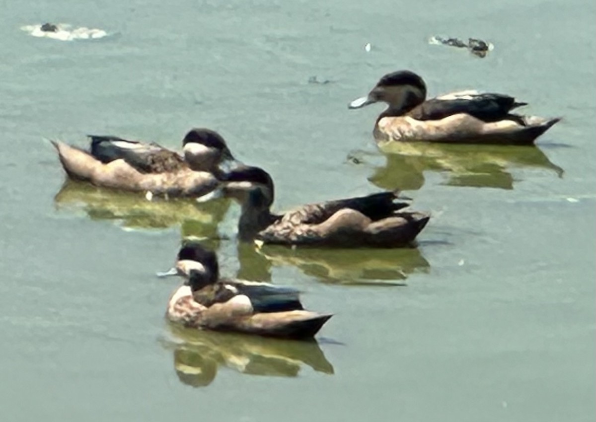 Blue-billed Teal - ML650181385
