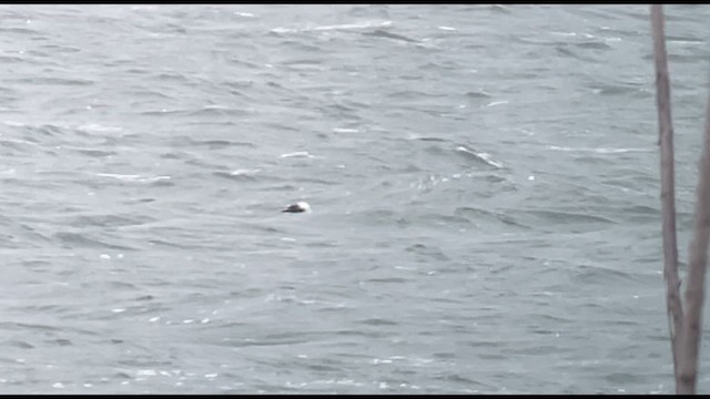 Spectacled Eider - ML650181527