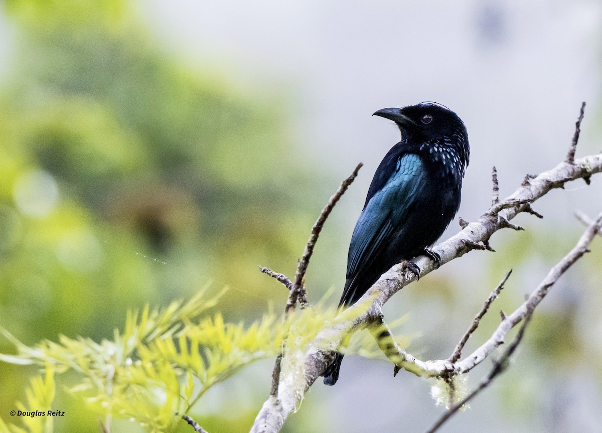 Hair-crested Drongo (Bornean) - ML650181541