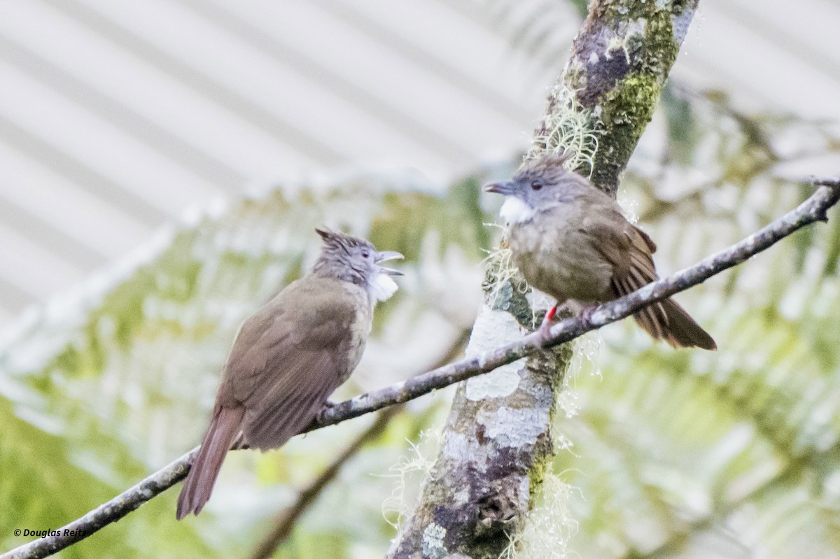 Penan Bulbul - ML650181547