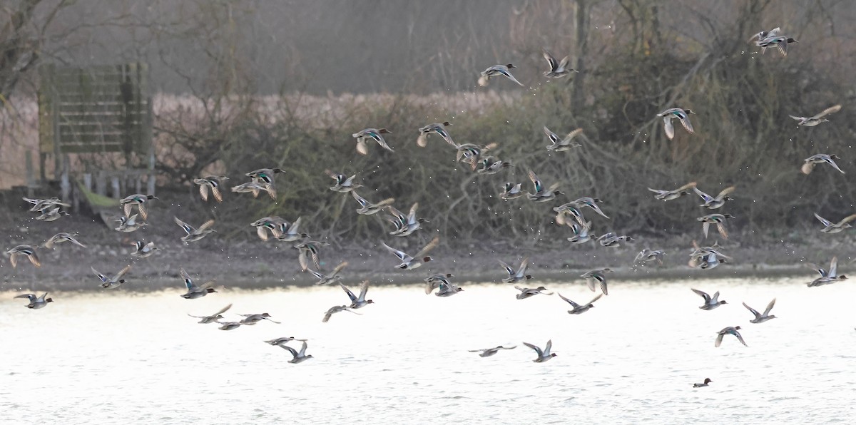 Cerceta Común - ML650181607