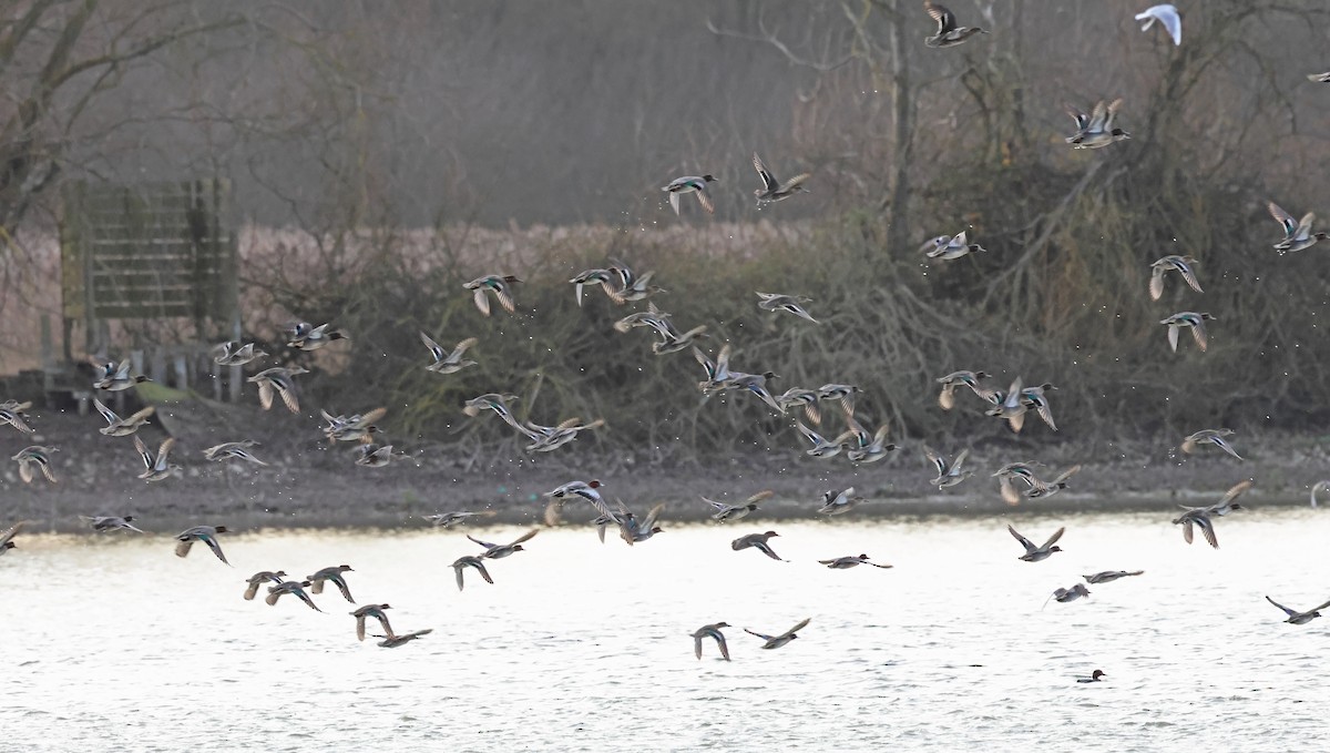 Cerceta Común - ML650181608