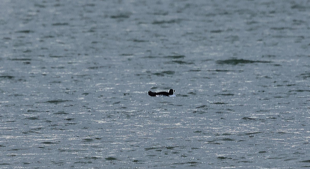 Porrón Osculado - ML650181664