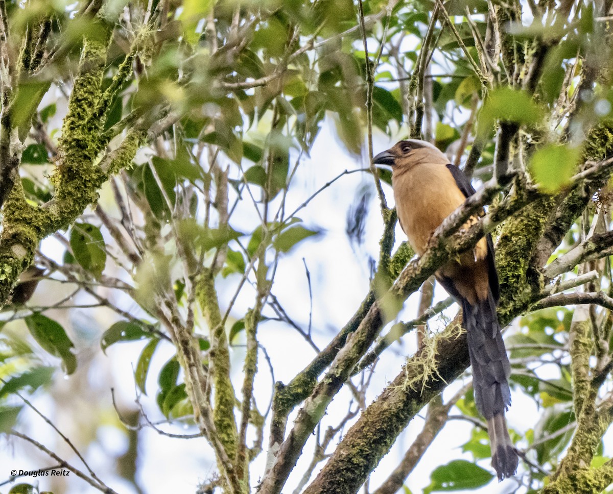 Bornean Treepie - ML650181754