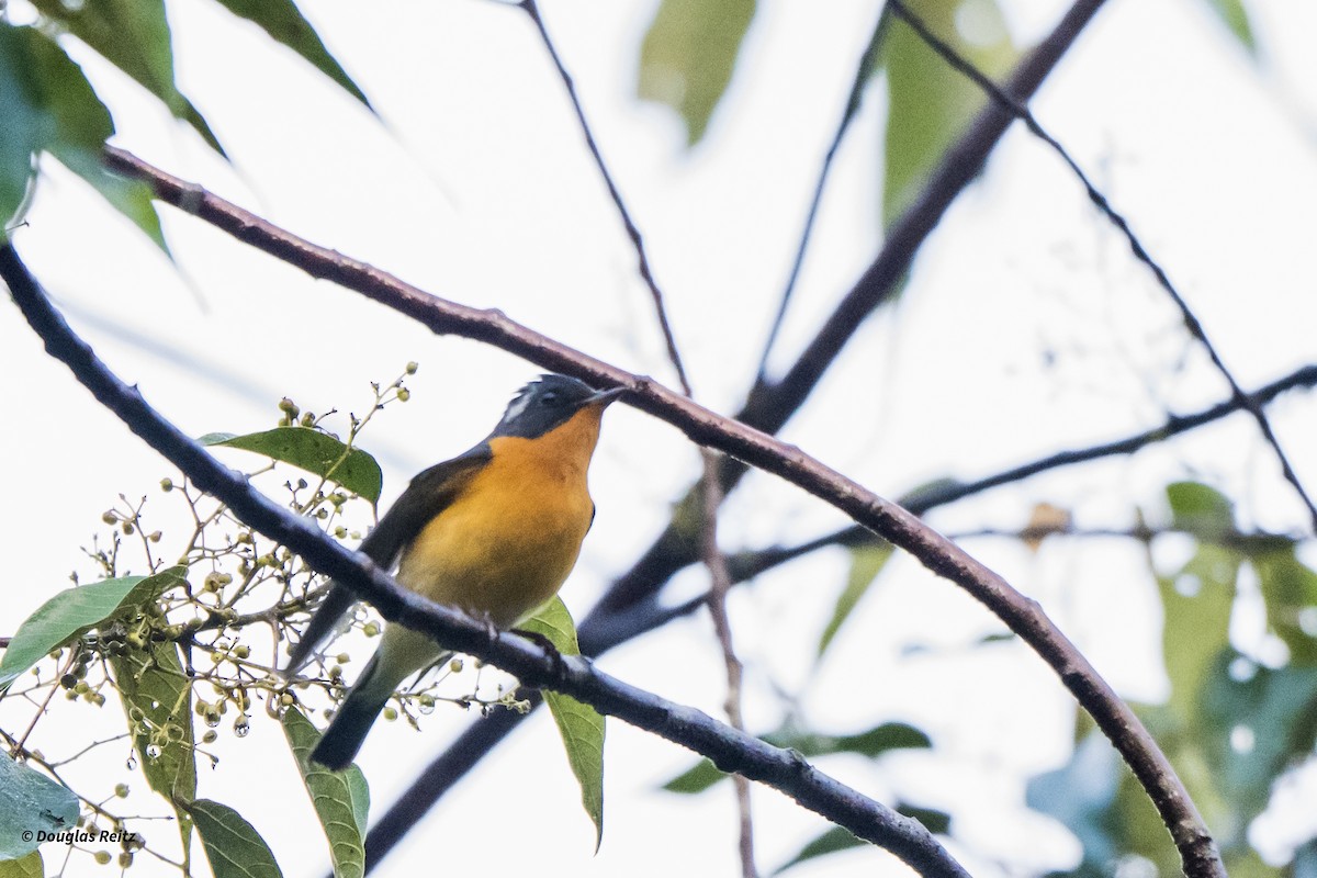 Mugimaki Flycatcher - ML650181756