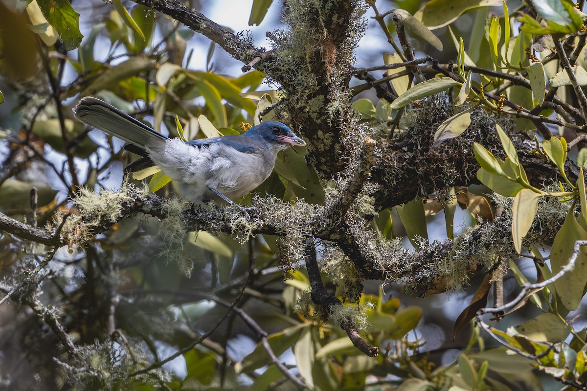 Chara Ultramarina - ML650181757