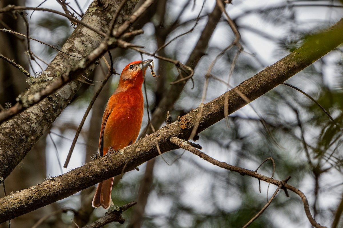 Piranga Bermeja (Hepática) - ML650181785