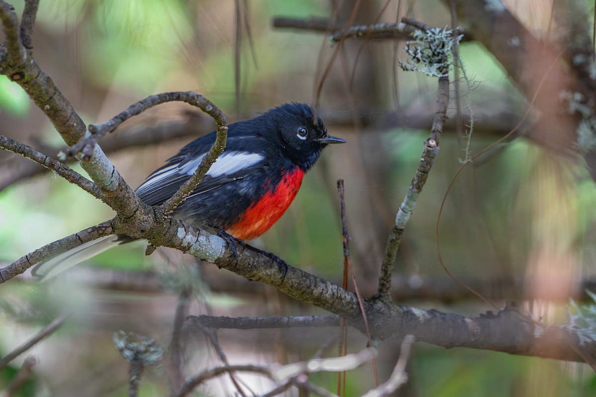 Candelita Aliblanca - ML650181825