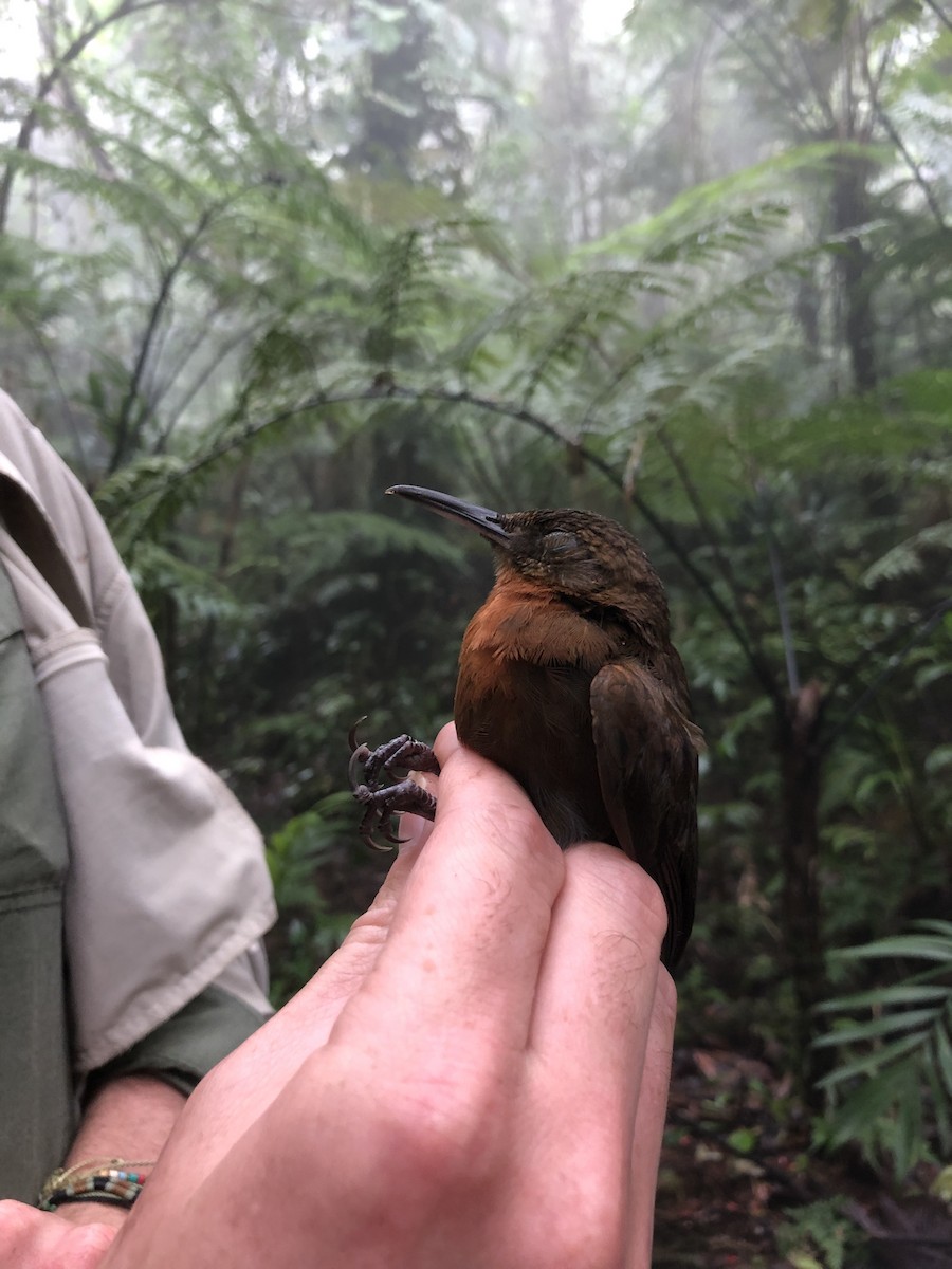 Sclérure à gorge rousse - ML650182103