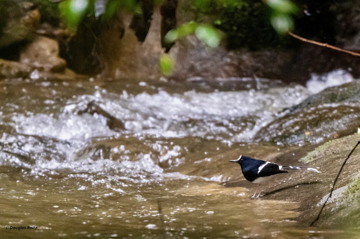 Bornean Forktail - ML650182285