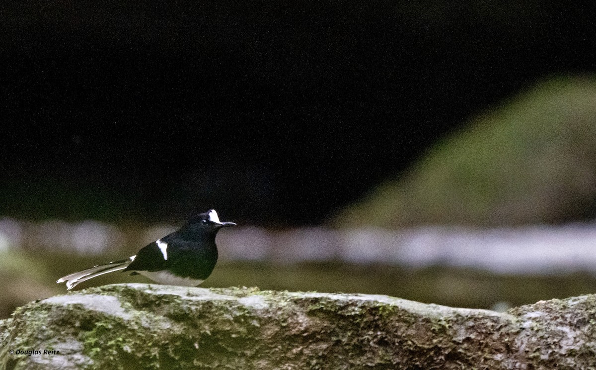 Bornean Forktail - ML650182347