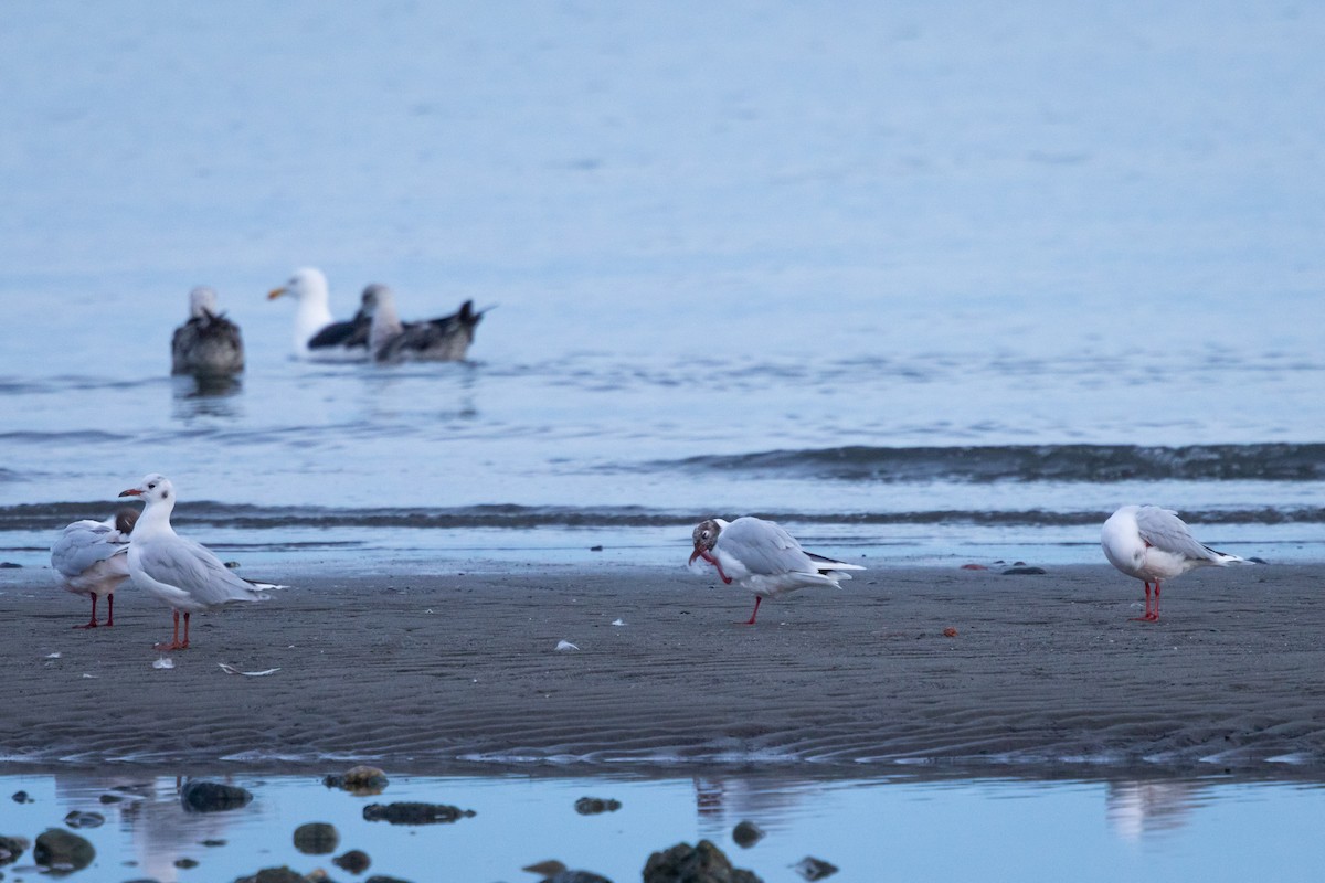 Patagonienmöwe - ML650182416