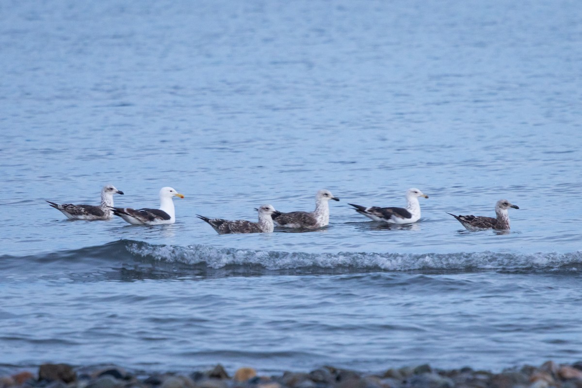 Dominikanermöwe (dominicanus) - ML650182418