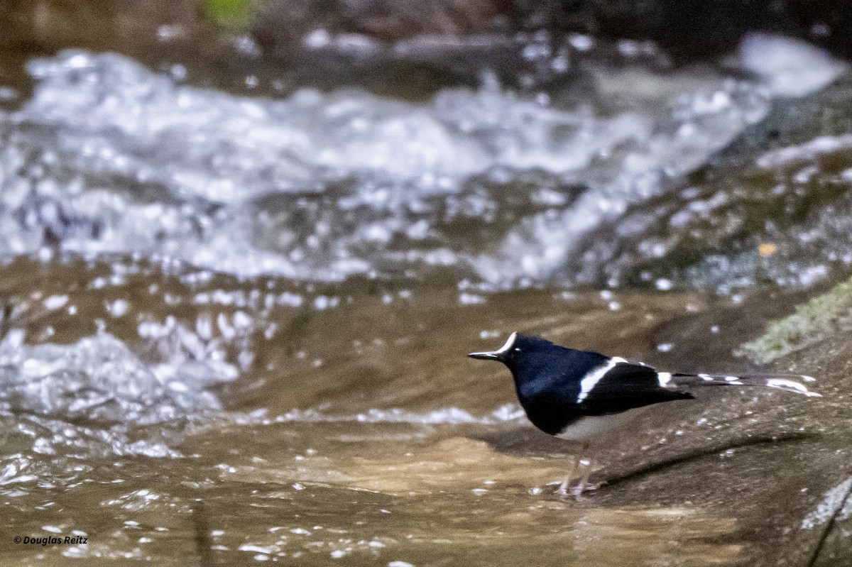 Bornean Forktail - ML650182471