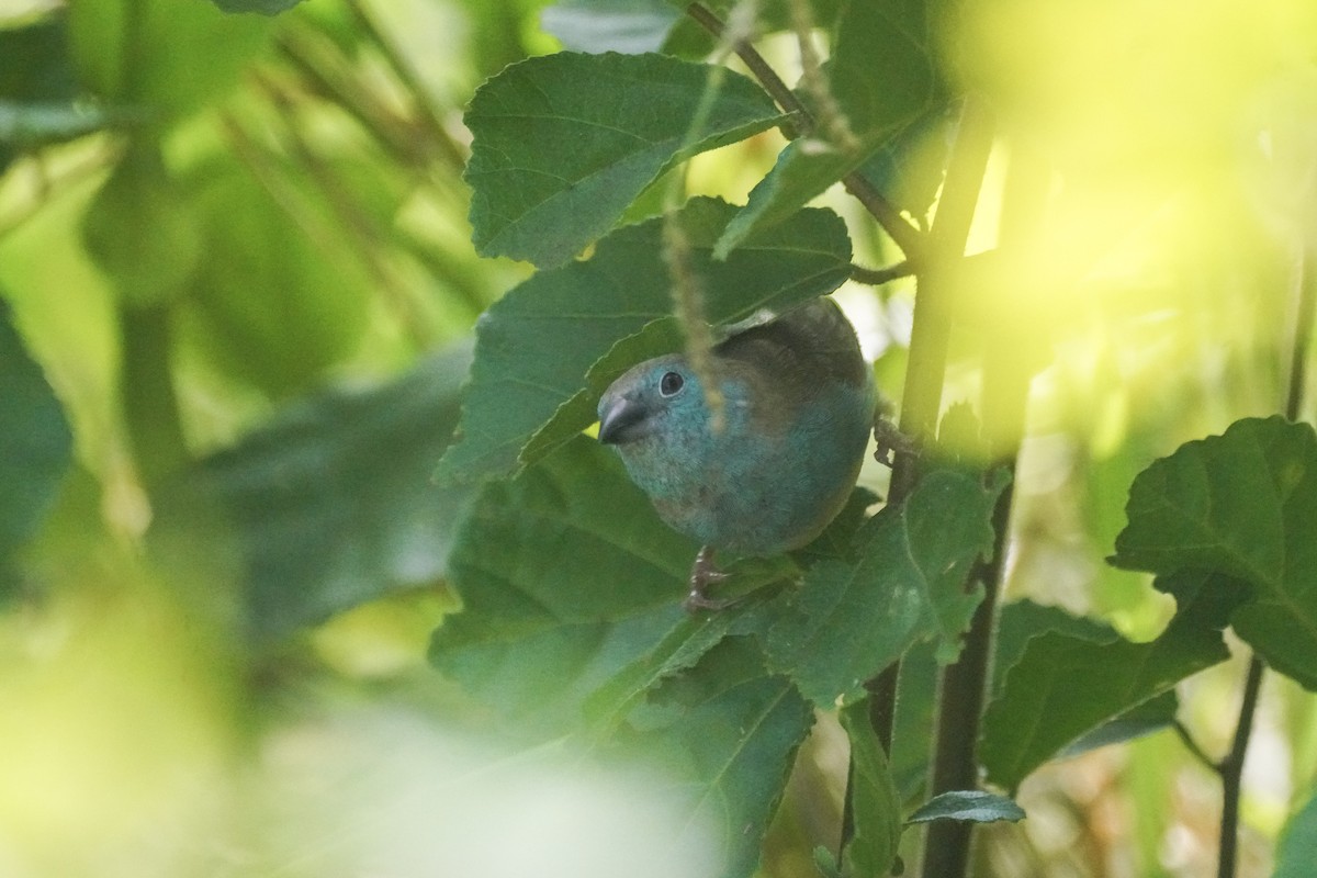 Southern Cordonbleu - ML650182612