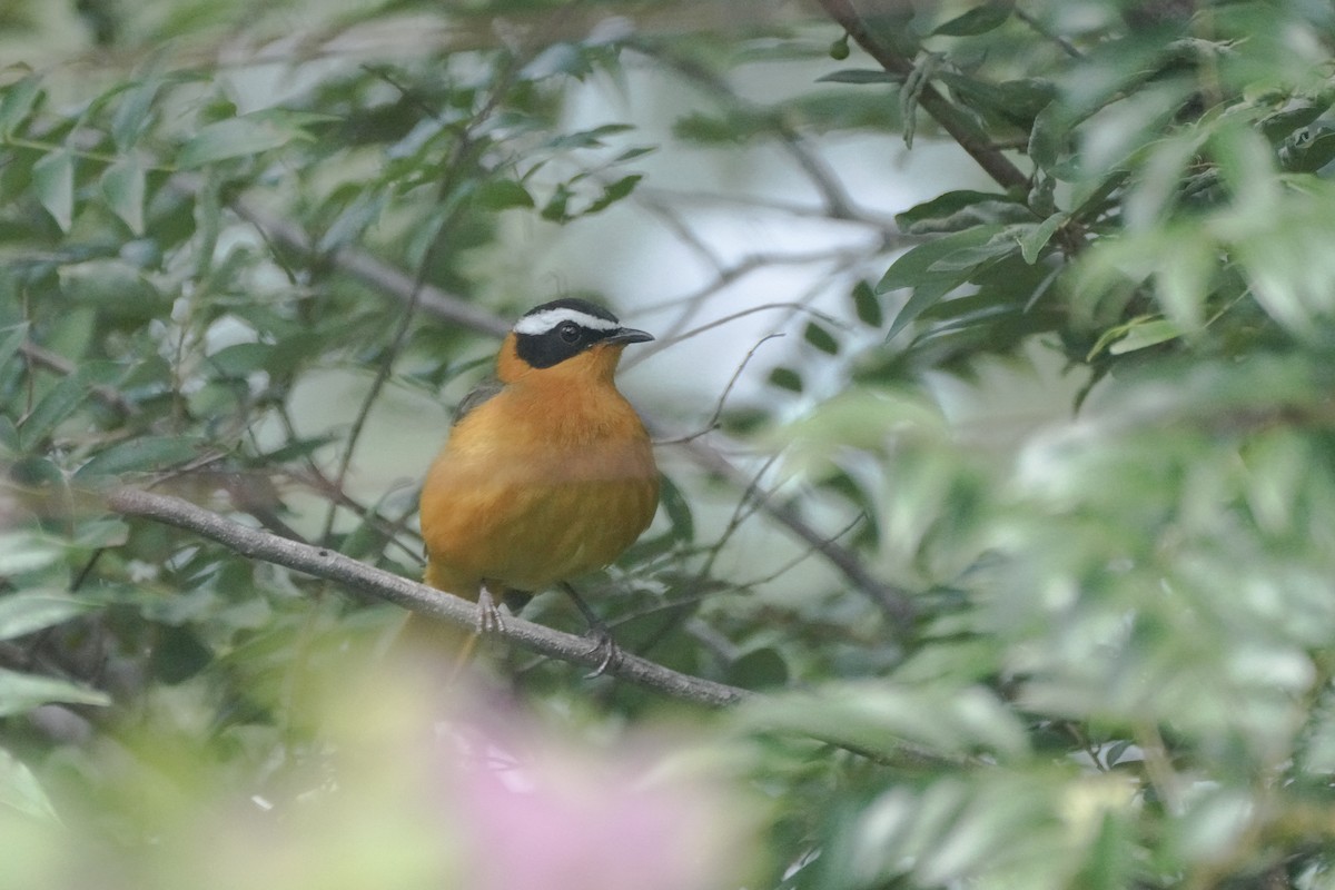 White-browed Robin-Chat - ML650182624