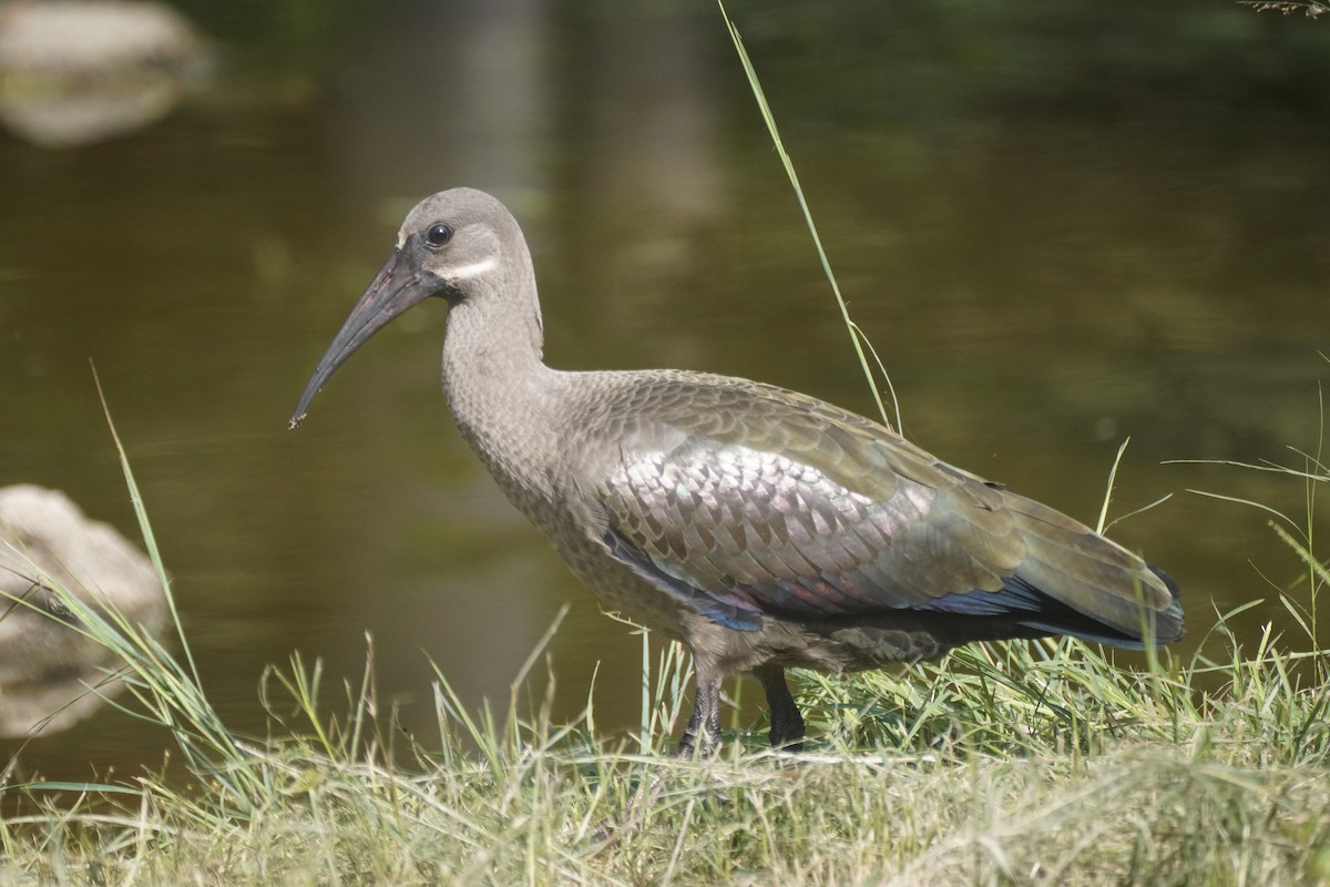 Hadada Ibis - ML650182639