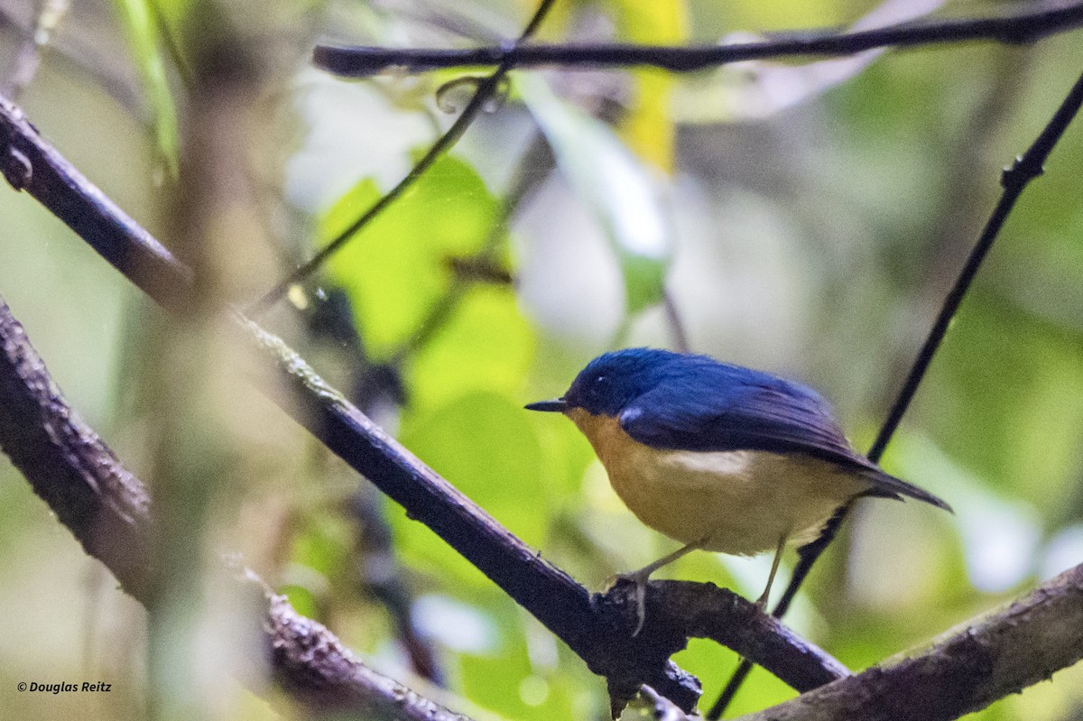 Pygmy Flycatcher - ML650182658