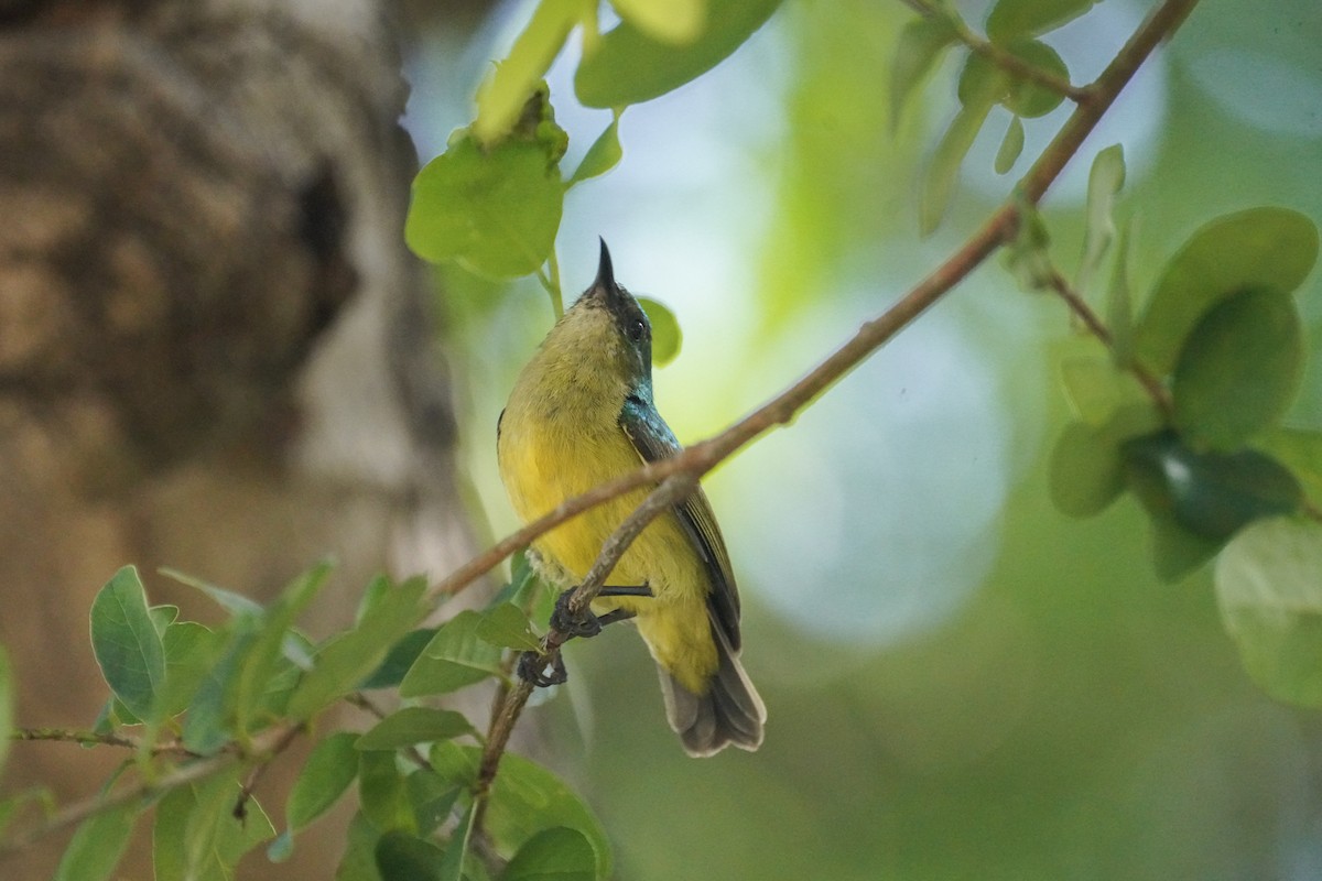 Collared Sunbird - ML650182674