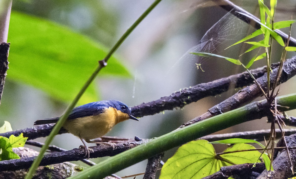 Pygmy Flycatcher - ML650182699