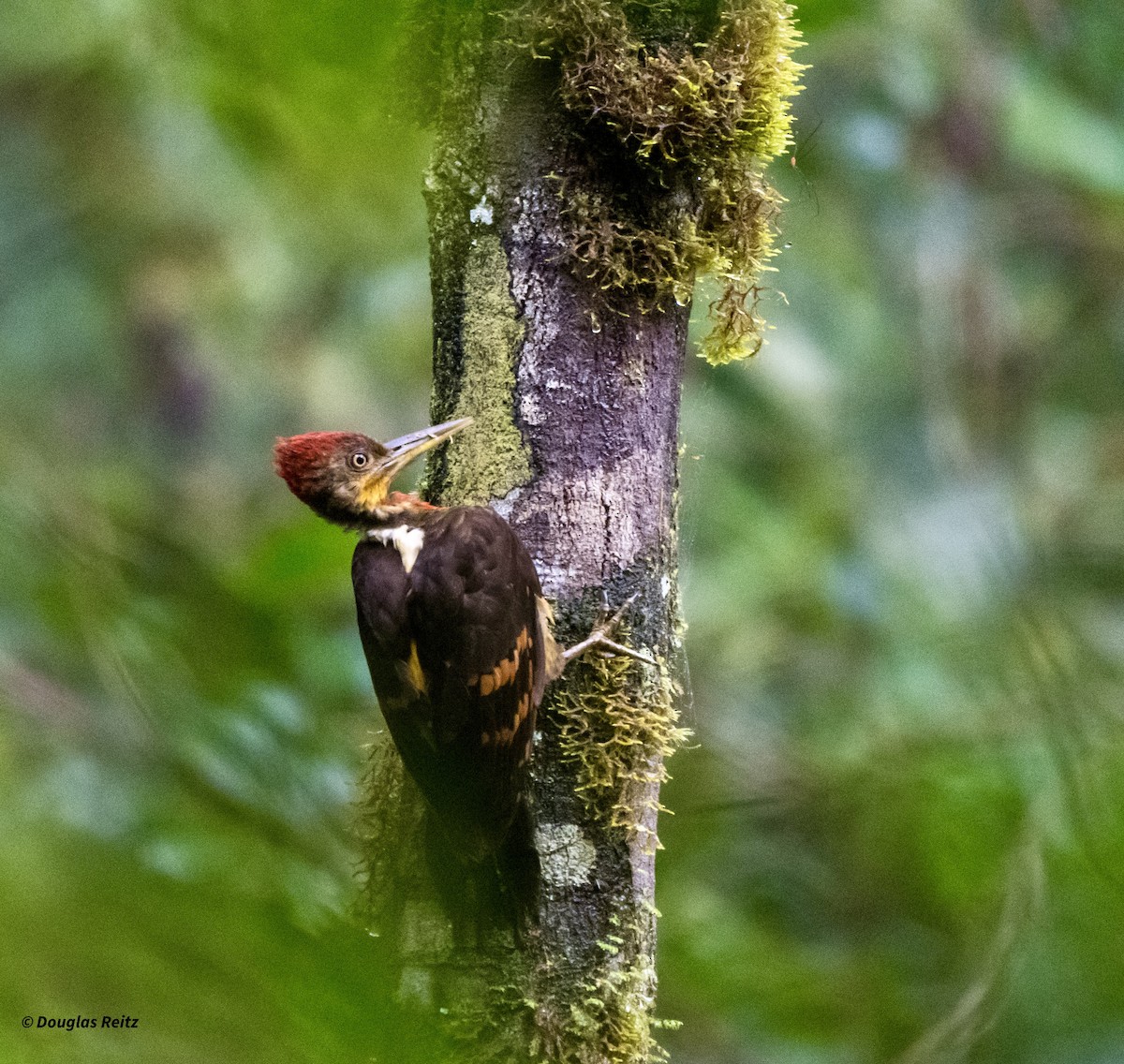 Orange-backed Woodpecker - ML650182878
