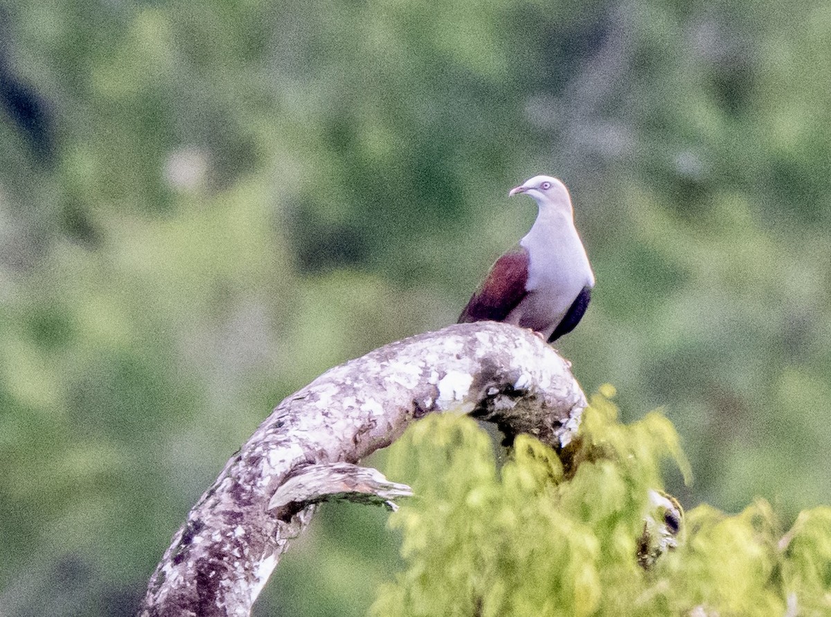 Mountain Imperial-Pigeon - ML650182944