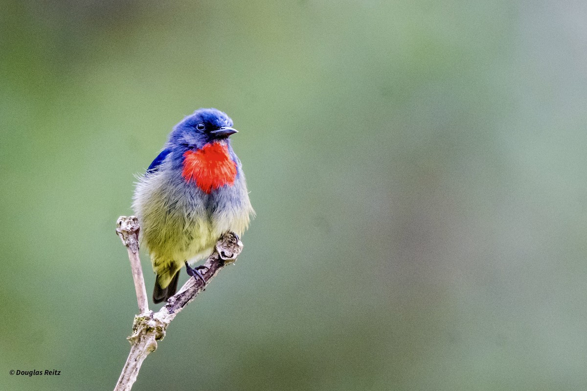 Black-sided Flowerpecker - ML650183170