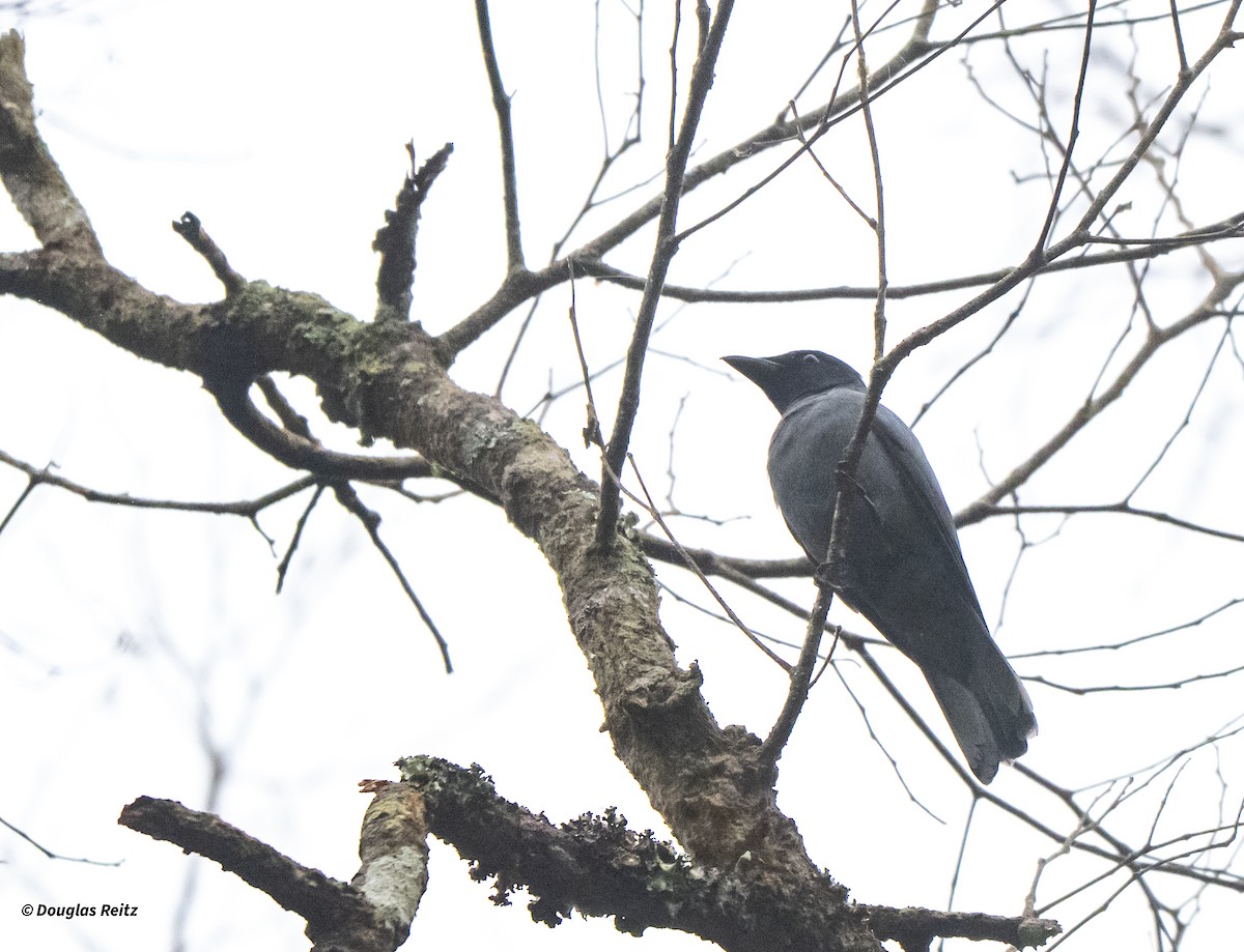 Sunda Cuckooshrike - ML650183199