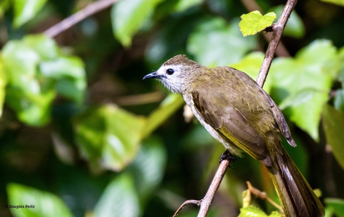 Pale-faced Bulbul - ML650183267