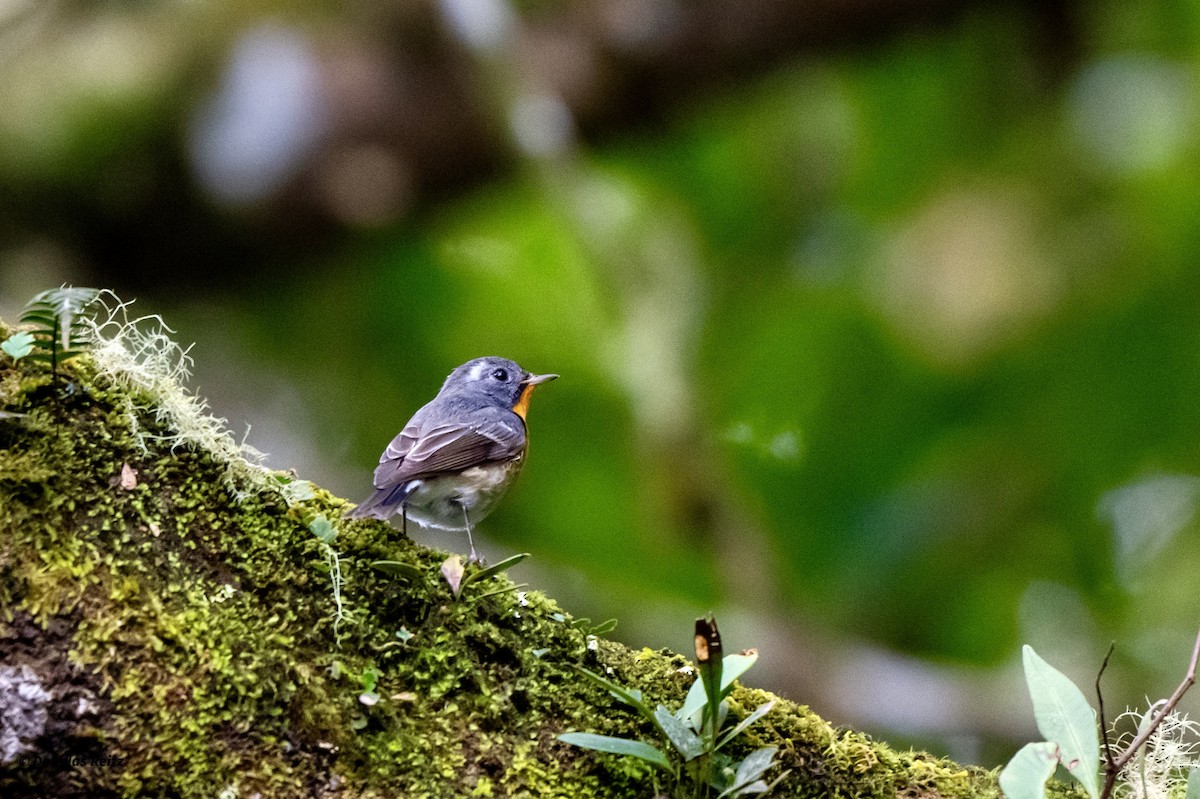 Snowy-browed Flycatcher - ML650183330