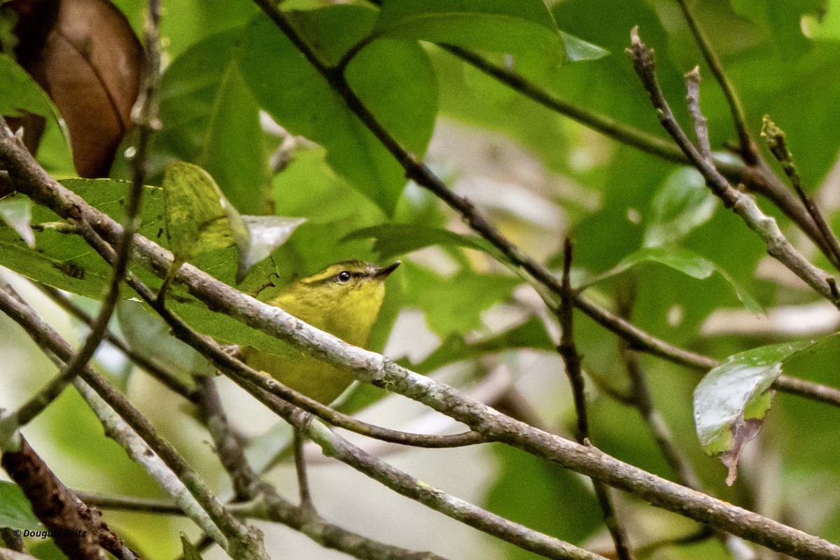 Mountain Leaf Warbler - ML650183346