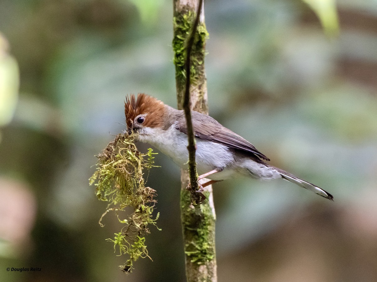 Chestnut-crested Yuhina - ML650183413