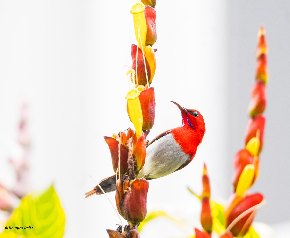 Temminck's Sunbird - ML650183626