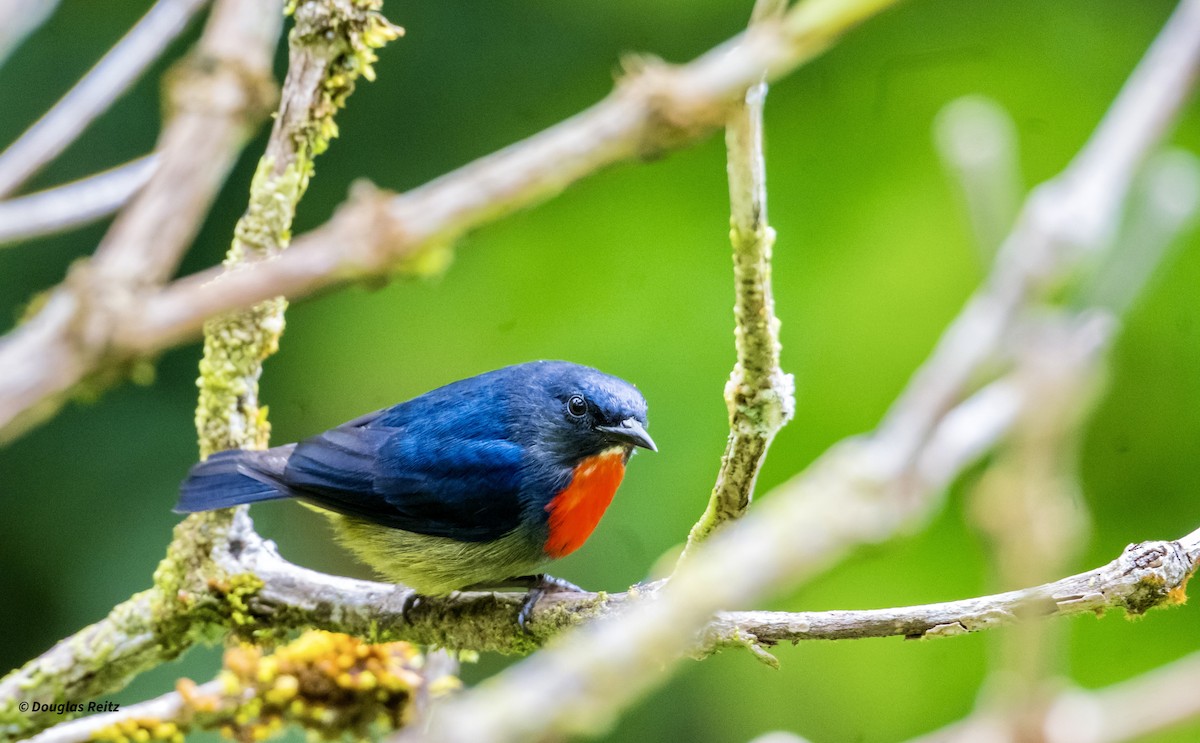 Black-sided Flowerpecker - ML650183906