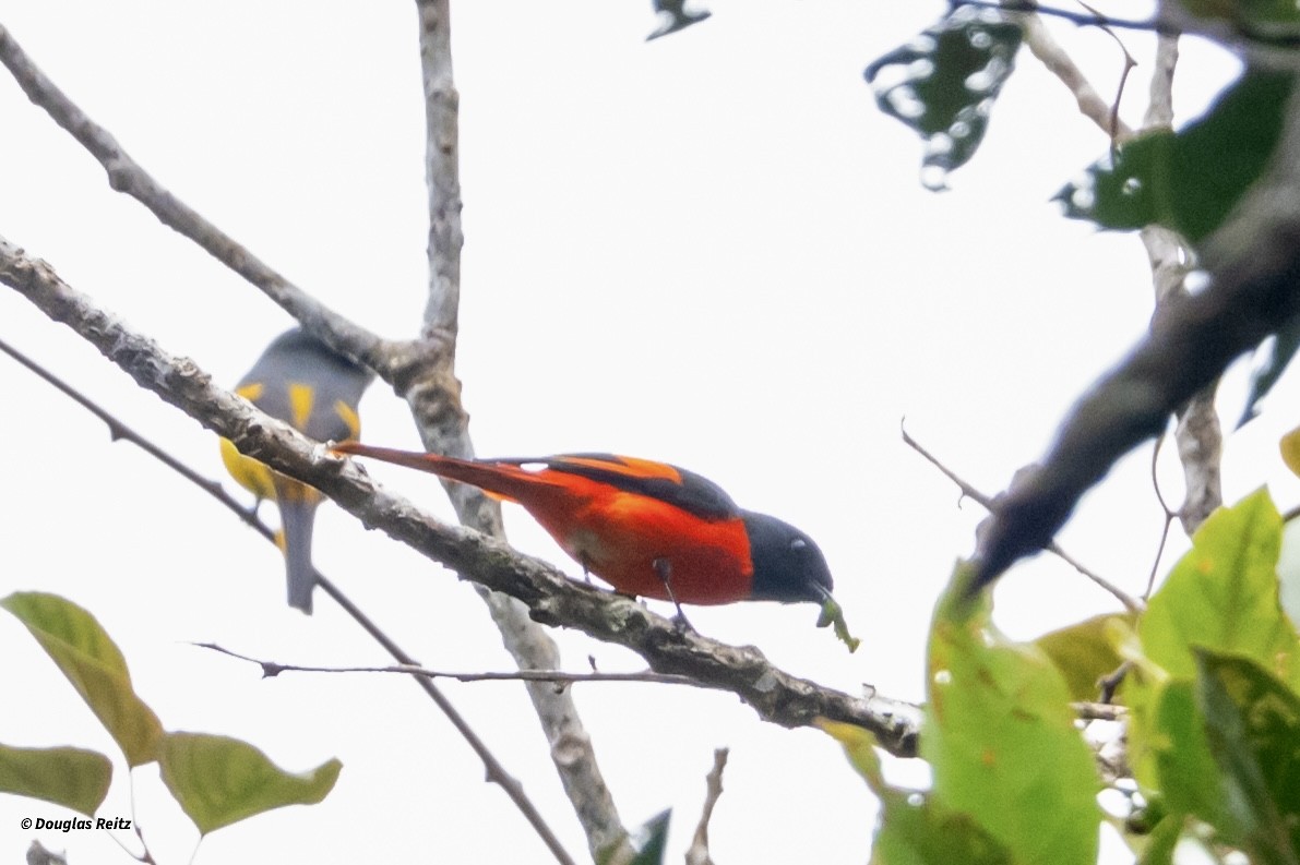 Gray-chinned Minivet - ML650183997