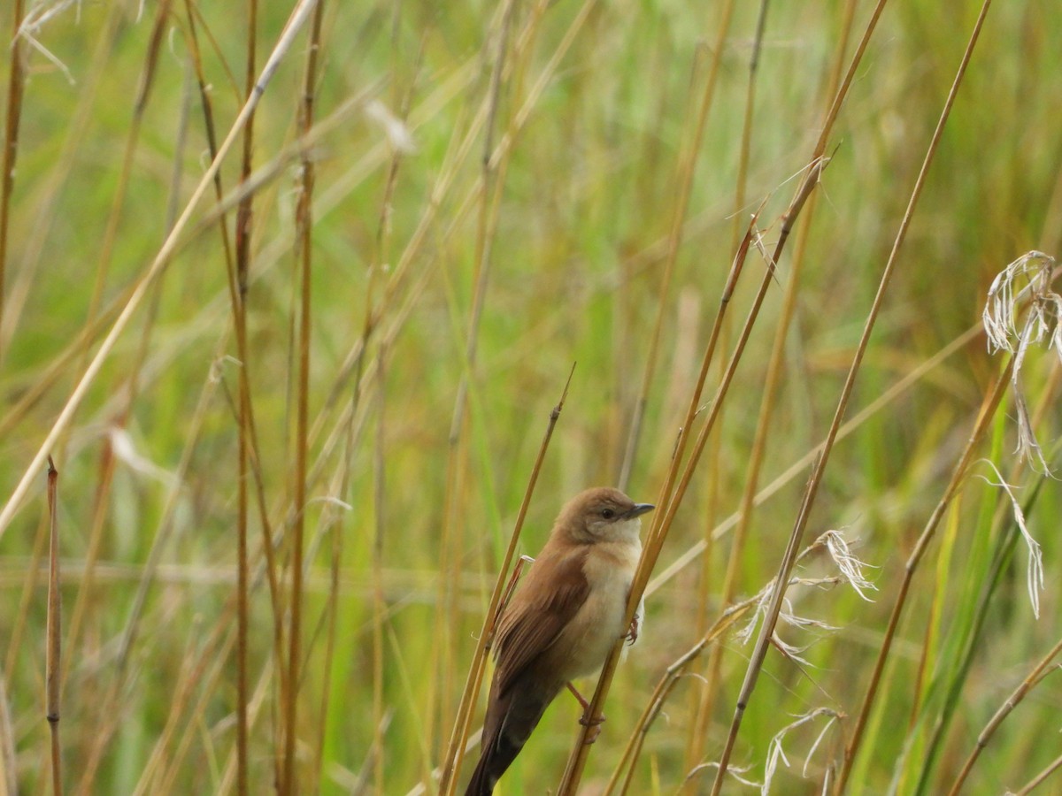 ウチワセッカ - ML650184162