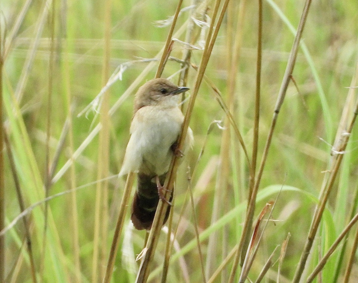 ウチワセッカ - ML650184163