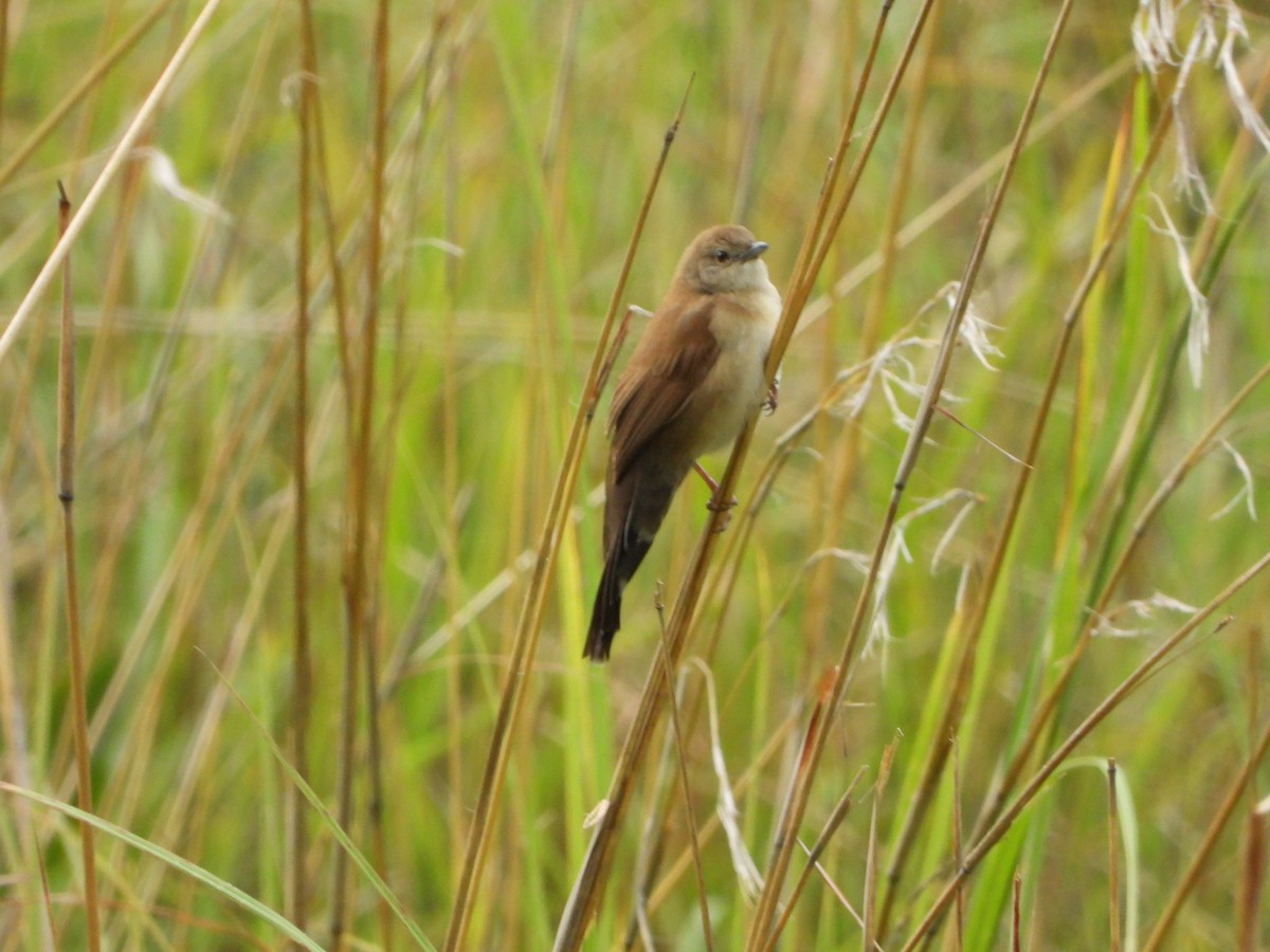 ウチワセッカ - ML650184164