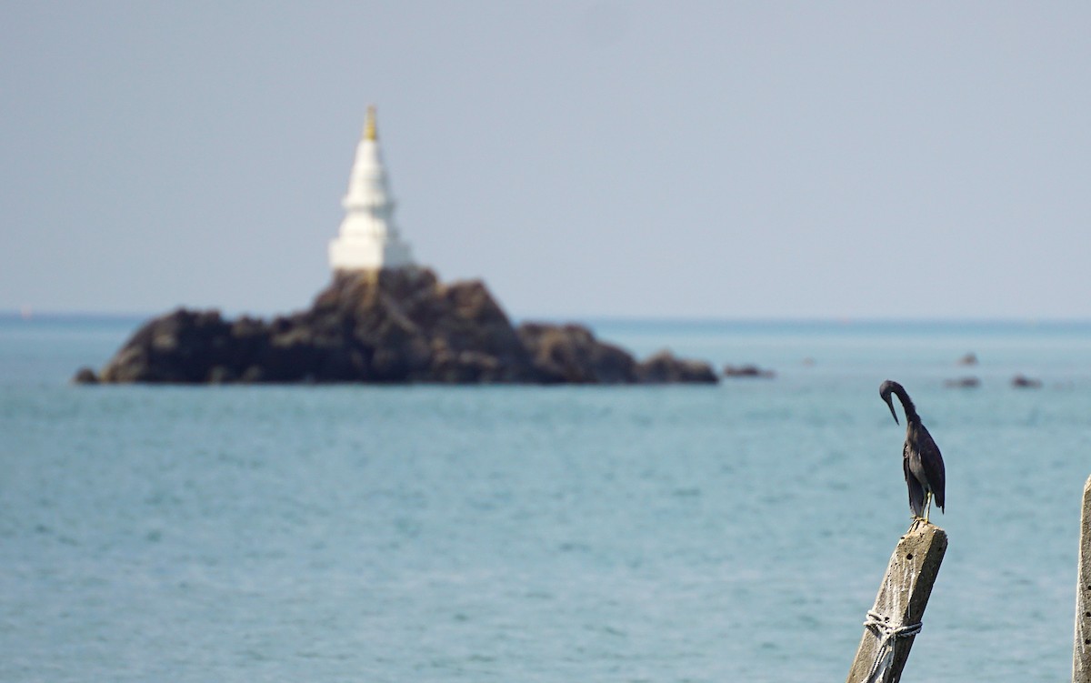 Pacific Reef-Heron - ML650184303